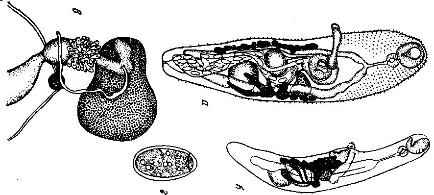 Представитель Семейства Macroderoididae